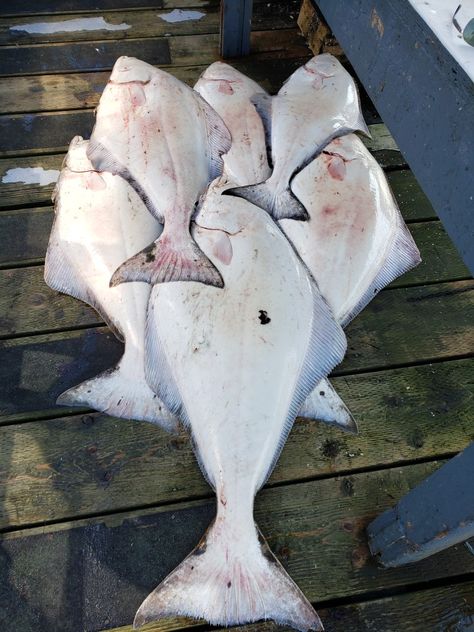 Halibut fishing in Alaska Halibut Olympia, Halibut Fishing, Halibut Fishing Alaska, Alaska Salmon, Fishing Alaska, Fishing In Alaska, Raw Meat, Alaska Fishing, Kenai River Alaska Fishing