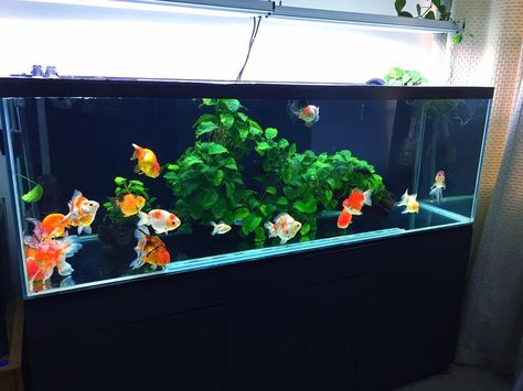 Goldfish Planted Tank, Fantail Goldfish Aquarium, Planted Goldfish Aquarium, Planted Goldfish Tank, Goldfish Aquarium Ideas, Goldfish Tank Ideas, Fancy Goldfish Tank, Homemade Aquarium, Fish Tank Gravel