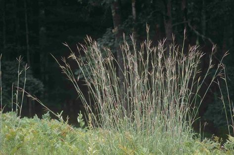 Big Bluestem, Tall Ornamental Grasses, Privacy Plants, Backyard Flowers, Grasses Landscaping, Grasses Garden, Evergreen Plants, Contemporary Garden, Tall Plants