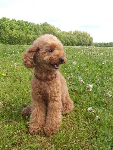 Dark apricot toy poodle Apricot Toy Poodle Full Grown, Miniature Poodle Apricot, Toy Poodle Apricot, Poodle Cute, Apricot Poodle, Poodle Haircut, Poddle, Cute Fluffy Dogs, Cute Teacup Puppies