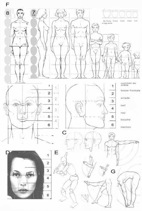 Drawing Body Proportions, Human Body Drawing, 얼굴 드로잉, Human Anatomy Drawing, Human Figure Drawing, Human Anatomy Art, Human Drawing, Anatomy Sketches, Anatomy For Artists