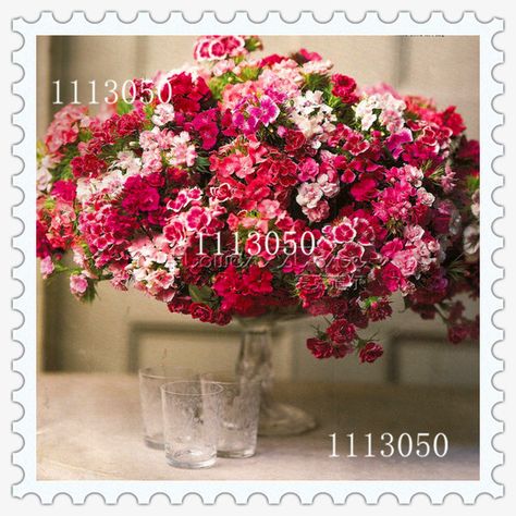 Promotion! 200 Dianthus Seeds , 16 Kinds Mixed Packed, Sweet William Flower, Easy To Grow , High Germination Diy Garen Pink Dianthus, Dianthus Flowers, Sweet William, Blooming Plants, Pink Bouquet, Container Flowers, Deco Floral, Bridesmaid Flowers, Flowers Perennials