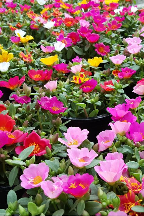 How To Keep Portulaca Blooming! The Secrets To Growing Portulaca Portaluca Flowers, Portulaca Flowers Planting Ideas, Portulaca Flowers Ideas, Long Bloomers, Purslane Plant, Florida Retirement, Portulaca Flowers, Rose Moss, Simple Paper Flower