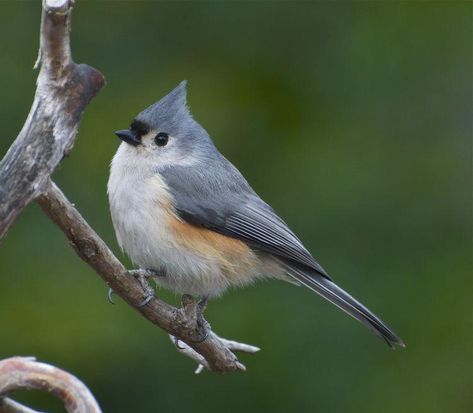 Titmouse Bird, Bird Pics, Tufted Titmouse, Black Oil Sunflower Seeds, Red Ink Tattoos, Life List, Live Animals, Backyard Birds, All Birds