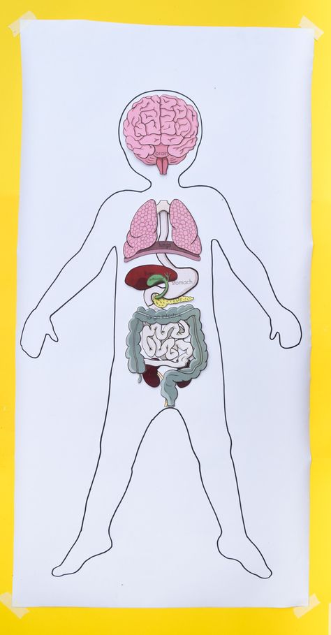 Printable Life-Size Organs for Studying Human Body Anatomy with Kids | Adventure in a Box Organs Of The Body Anatomy For Kids, Human Body For Kids, Anatomy For Kids, Human Body Crafts, Human Body Printables, Human Body Worksheets, Human Body Projects, Body Preschool, Human Body Science