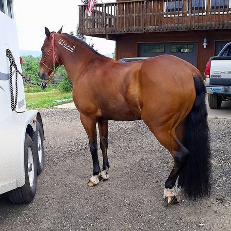 Champ - 12 year old BLM mustang (Brookechamp101 on Instagram) #Mustang #equine Mustang Makeover, Horse Hacks, Blm Mustang, Bay Horses, Dream Horse Barns, American Paint Horse, Baby Sea Turtles, Horse Ideas, Mustang Horse