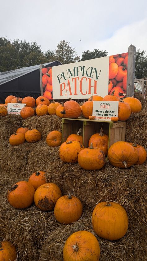 Our pumpkin patch is now open! 🎃 We still have spaces online to book for this event and our VR ride! (It also makes for a great autumnal photo 😉) Find out more information here and book here: bit.ly/EventsLongacres . . . . #longacres #longacresbagshot #spookyseason #spooky #vr #vrride #thingstodo #surrey #halloween #fun #halfterm #halloweendecor #longacresgc #pumpkin #pumpkincarving #halloweenfun🎃 Ride It, Now Open, Pumpkin Patch, Pumpkin Carving, Halloween Fun, Halloween Decorations, Things To Do, Halloween, Instagram