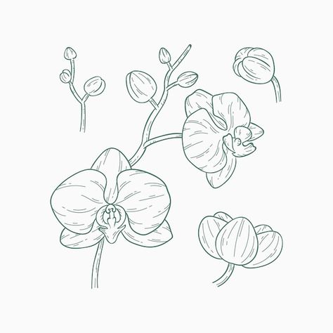 Free vector hand drawn orchid outline ou... | Free Vector #Freepik #freevector Orchid Outline, Orchid Sketch, Orchid Illustration, Orchid Drawing, Outline Illustration, Branding Ideas, Outline Drawings, Art Tattoos, Vector Hand