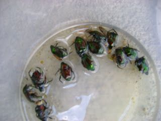 This is a follow up from previous post here . I decide to make a Japanese Beetles repellent, the idea is inspired by Sara's blog theherbgard... Asian Beetle, Japanese Beetle, Natural Pesticides, Japanese Beetles, Beetle Juice, Garden Pest Control, Bug Repellent, Insect Control, Garden Pests