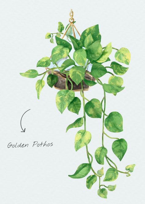 Pathos Plant Drawing, Leaf Aesthetic Drawing, Golden Pothos Tattoo, Pothos Watercolor, Pothos Plant Drawing, Watercolor Pothos, Pothos Illustration, Pothos Painting, Pothos Drawing