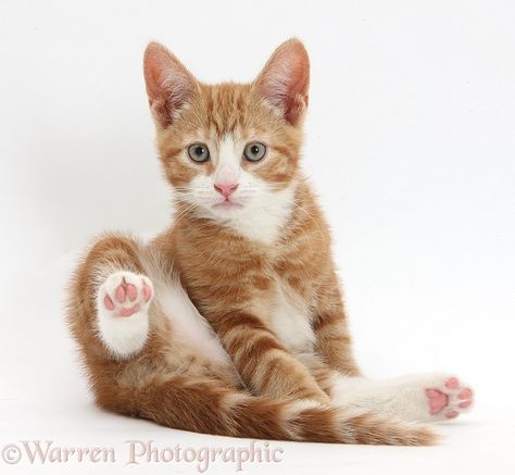 Ginger kitten looking up after grooming photo WP34424 2024 Drawing, Interesting Poses, Cat Poses, Cat References, Cat Drawing Tutorial, Ginger Kitten, Cat Anatomy, Animal Reference, Cat Reference