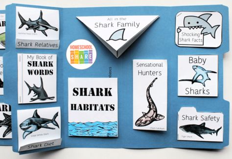 Shark Poster Board Project, Shark Learning Board, Shark Project, Shark Lady Book Activities, Shark Habitat, Shark Information Poster, Endangered Animals Project, Endangered Sea Animals, Shark Week Bullet Journal