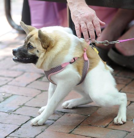 Pig the Dog Deformed Animals, Unusual Dog Breeds, Pet Parade, Pig Dog, Poor Dog, Interesting Animals, Boxer Dogs, Weird Animals, Dog Names