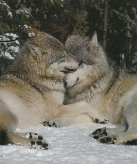 Draw Wolf, Wolf Photos, Wolf Love, Wild Wolf, Wolf Pictures, Wolf Spirit, Beautiful Wolves, Wild Dogs, Wolf Dog