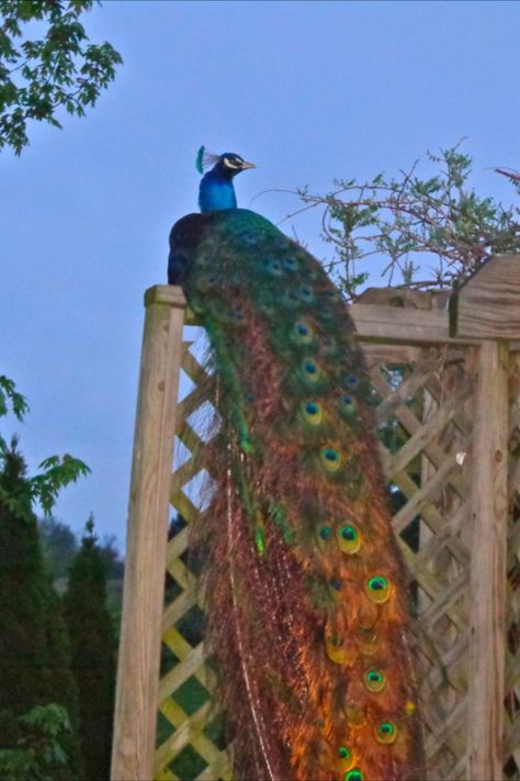 Peafowl like to sleep in the same place each night. Unfortunately, if you don’t train them to sleep in their coop at night, they may never come home to roost!   Why is it important for them to stay home? Several reasons. They are much more vulnerable to predator attacks at night. Plus they may wander off & find another farm or piece of land they like better & never return!   Note that if they are born and raised in the coop and used to sleeping there, you won’t have to worry about training them. Peacock Aviary Ideas, Peacock Enclosure Ideas, Peacock Raising, Peafowl Enclosure, Peacock Aviary, Raising Peafowl, Raising Peacocks, Peacock Coop, Mechanical Gadgets