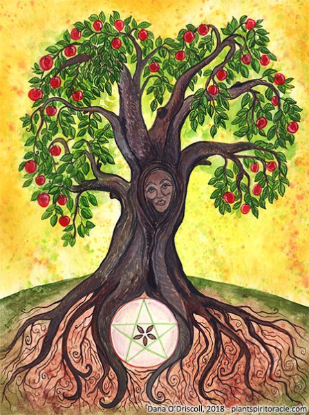 Spirit of the Apple Apple Tree Drawing, Plant Spirits, Plant Spirit, Big Turtle, Sacred Tree, Bodhi Tree, Permaculture Design, My Art Studio, Apple Blossom