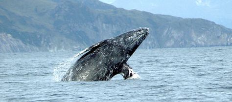 Communing with gray whales at isolated, wild Laguna San Ignacio in Baja provided the ideal five-day break from the 24/7 world of Trump news. Types Of Whales, Whale Facts, Depoe Bay, Save The Whales, Gray Whale, Arctic Ocean, Baja California Sur, Marine Mammals, Whale Watching