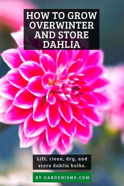 How to Overwinter and Store Dahlia (Complete Guide) - Gardenisms Overwintering Dahlias, Cosmos Garden, Dahlia Bulbs, Overwintering, Garden Bulbs, Dahlia Flower, Cold Season, Mulch, Winter Time