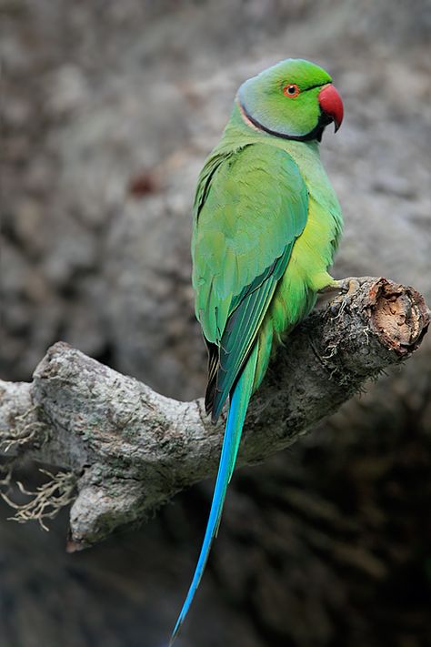 Rose ringed parakeet Indian Ring Neck, Ringneck Parrot, Indian Ringneck, Ring Neck Parakeet, Rose Ringed Parakeet, Green Parakeet, Violet Indian Ringneck Parrot, Ring Necked Parakeet, Green Ringneck Parrot