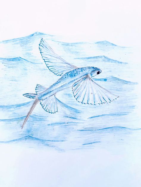 Fish Drawing From Above, Flying Fish Drawing, Flying Fish Tattoo, Swimming Photography, Colourful Fish, Fishing Art, Fish Drawing, Wild Swimming, Crayon Drawings