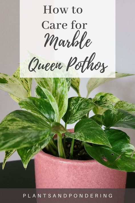 Wondering how to keep your marble queen pothos happy? Here's everything you need to know about marble queen pothos care, including water, light, humidity, common problems, and how to propagate! | plant care | indoor plants | houseplant care | marble queen pothos care Aloe Vera Plant Indoor, Pothos Care, Pothos Plant Care, Houseplant Tips, Pothos Plants, Marble Queen, Marble Queen Pothos, Easy House Plants, Epipremnum Aureum