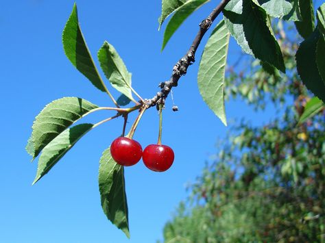 Cherry Tree From Seed, Fun References, Cherry Vibes, Food Tree, Cherry Plant, Cherry Branch, Turku Finland, Cherry Trees, Cabbages