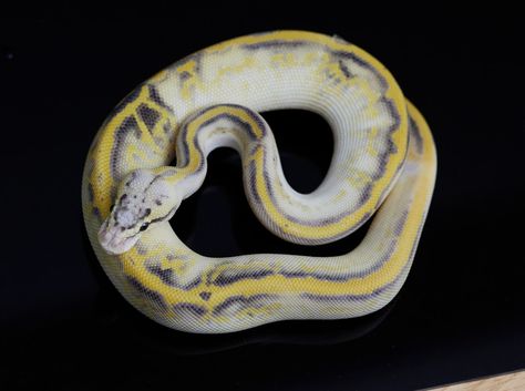 Pastel Leopard Highway Het Clown Ball Python by JDW Morphs Clown Ball Python, Python Regius, Ball Python Morphs, Ball Pythons, Live Animals, Ball Python, Pet Stores, Awesome Animals, Baby Birth