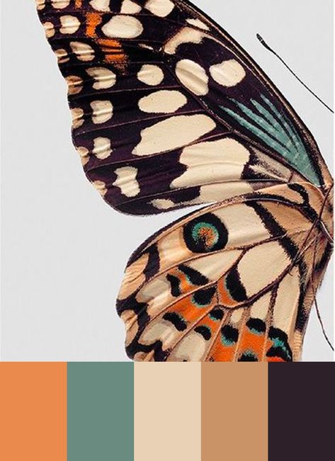 Butterfly Color Scheme, Monarch Color Palette, Monarch Butterfly Color Palette, Butterfly Color Palette, Color Schemes Colour Palettes, Design Seeds, Color Palate, Color Palette Design, Color Harmony