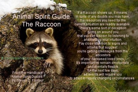 Racoon Native American Raccoon, Raccoon Spiritual Meaning, Animal Totem Spirit Guides, Spiritual Animals, Native Wisdom, Baby Racoon, Animal Signs, Spirit Animal Meaning, Native American Totem