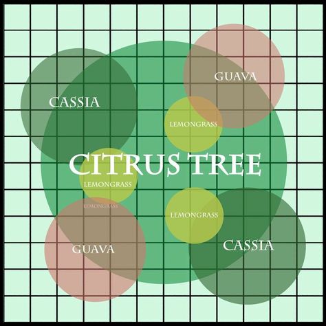 Fruit Tree Guild, Tree Guild, Survival Storage, Food Forest Garden, Guava Tree, Citrus Tree, Garden Companion Planting, Orchard Garden, Florida Gardening