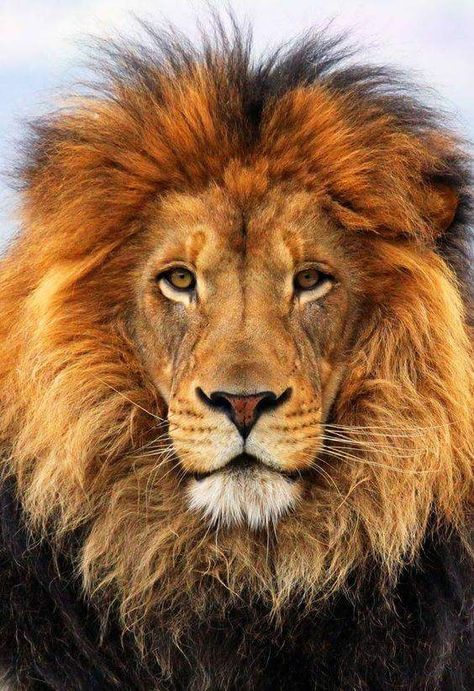 Headshot of a handsome male lion, for the moment looking peaceful, but interested. Regnul Animal, Lion Love, Lion Wallpaper, Male Lion, Lion Images, Lion Pictures, Lion Face, Cat Air, Lion Art