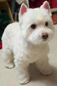 Westie Puppies, Dogs Training, Highlands Terrier, Westie Dogs, West Highland Terrier, West Highland White Terrier, White Dog, Little Dogs, Training Tips