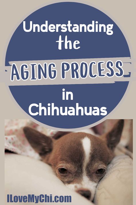 Uncover the secrets of Chihuahua aging. Discover health changes, and care tips for your cherished pet's long, happy life. Health Checklist, Health Changes, Chihuahua Facts, Chihuahua Breeds, Chihuahua Owner, Dog Wellness, Chihuahua Mom, Pet Hotel, Dog Health Tips