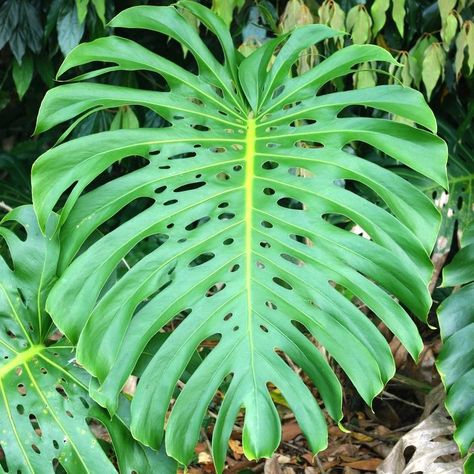 Monstera Deliciosa - Monstera Deliciosa or the Fruit Salad Plant is a gorgeous addition to tropical gardens, or anywhere you would like to add a tropical flair. This evergreen bears absolutely beautiful, huge leaves with large white flowers blooming on a stem from the plants centre infrequently (edible fruit follows flowering). Ideal for use in tropical gardens, underplanting larger plants or as a specimen plant. www.divineplantsonline.com.au Tropical Gardens, Flowers Blooming, Monstera Plant, Monstera Deliciosa, Large Plants, The Fruit, Tropical Garden, Tropical Leaves, Large White