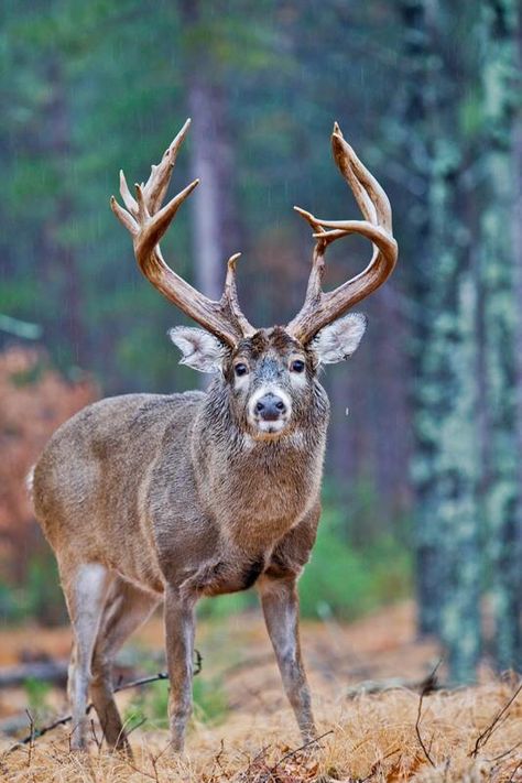 Old Man of the Forest Big Whitetail Bucks, Whitetail Deer Pictures, Whitetail Hunting, Whitetail Deer Hunting, Big Deer, Deer Photos, Deer Pictures, Whitetail Bucks, Hunting Life