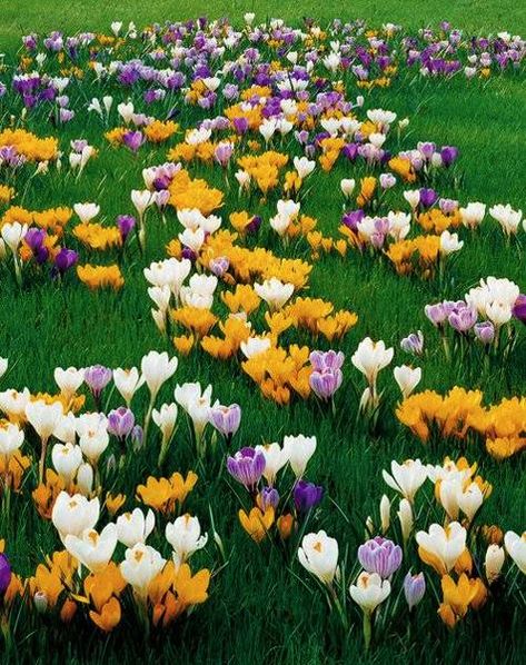 beautiful flowers crocuses for garden design Partial Sun Perennials, Van Zyverden, Crocus Bulbs, American Garden, Sun Perennials, Garden Bulbs, Spring Bulbs, Bulb Flowers, Planting Bulbs