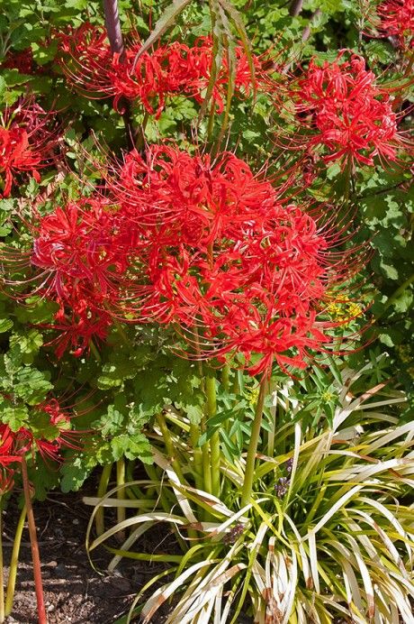 How to Master Red Spider Lily’s Odd Growing Season - Carolina Country Sunny Winter, Red Spider Lily, Tall Plant, Goth Garden, Spider Lily, Red Spider, Lily Bulbs, Texas Gardening, Garden Bulbs