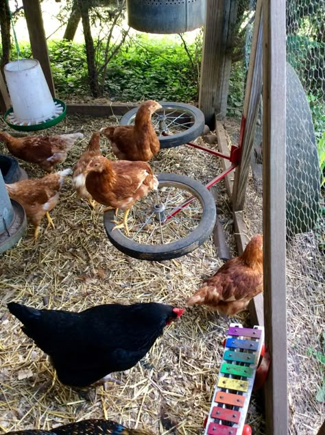 Chicken Climbing Ideas, Chicken Obstacle Course, Chicken Run Playground, Chicken Playground Ideas Diy, Chicken Playground Ideas, Chicken Feeder Ideas, Chicken Playground, Diy Chicken Feeder, Chicken Waterer Diy