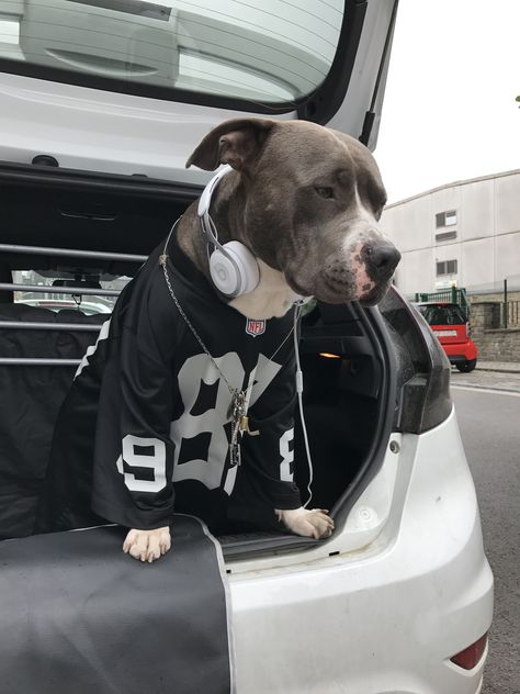 Grey Pitbull Puppies, White Pitbull Puppies, Black And White Pitbull, Pitbull Terriers, Pitbull Blue, White Pitbull, Blue Pitbull, Science History, Very Cute Dogs