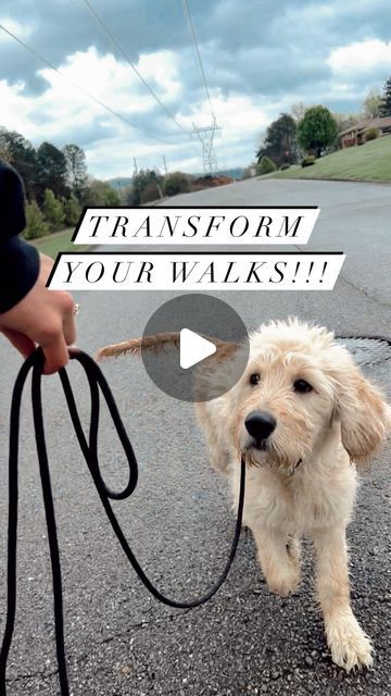 Sierra Liberty | K9 Summit on Instagram: "Transform your walks in just a few simple steps! 👇🏼 1. Ditch the retractable leash!! 2. Introduce a slip-lead (fitted properly) **This tool may not work for EVERY dog & that’s ok!** 3. Teach your dog pressure & release 4. Reward slack in the leash & engagement with YOU 5. Increase difficulty and HAVE FUN! #leashpulling #leashmanners #pulling #walks #dogwalks #looseleashwalking #dogtrainingtips" Dog Training Leash Pulling, Dog Slip Lead, How To Train A Dog To Walk On A Leash, Diy Slip Lead Dog Leash, Slip Leads For Dogs, Dog Leash Pulling, Loose Leash Walking, Dog Leash Training, Training Ideas