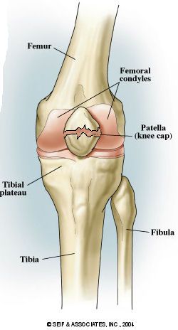 ExitCare Image and description of exercises and stretches Patella Fracture, Knee Fracture, Health Guide, Health And Wellness, Health