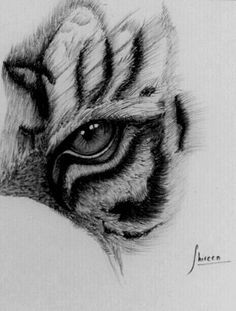 Tiger Eye Sketch, Tiger Eyes Drawing, Tiger Eye Drawing, Eye Of The Tiger Tattoo, Eye Pencil Sketch, Antler Drawing, Draw An Owl, Tiger Hand Tattoo, Tiger Eyes Tattoo