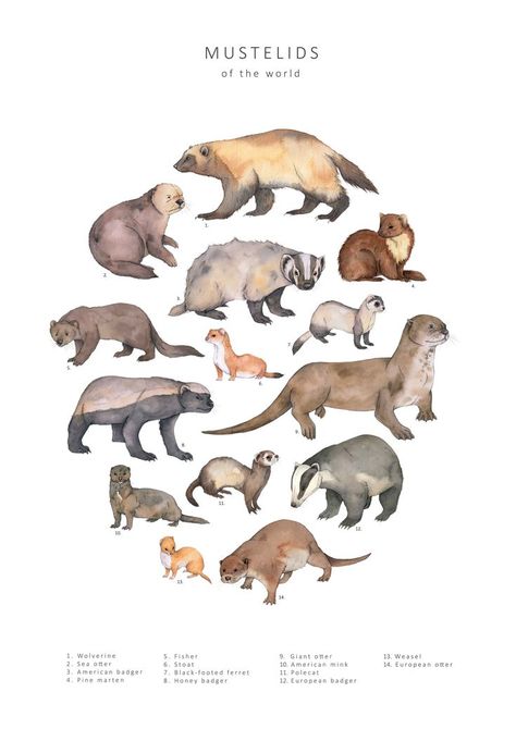 Fourteen different species arranged into a circle with their names given in a key below. Badger Illustration, Otter Illustration, Otter Art, History Art, Family Illustration, Creature Art, Animal Illustration, Natural History, Otters