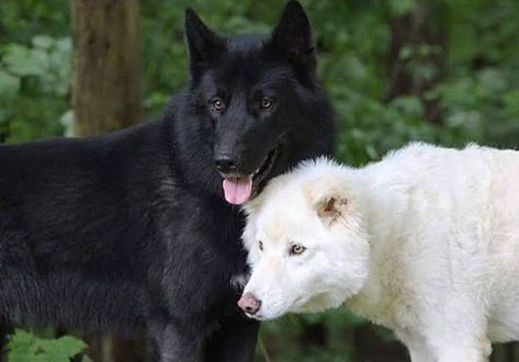 Black Wolf White Wolf, Wolf Mates, Wolf Black And White, Wolf White, Wolf Dogs, Bail Money, Wolf Life, Wolf Husky, Werewolf Aesthetic