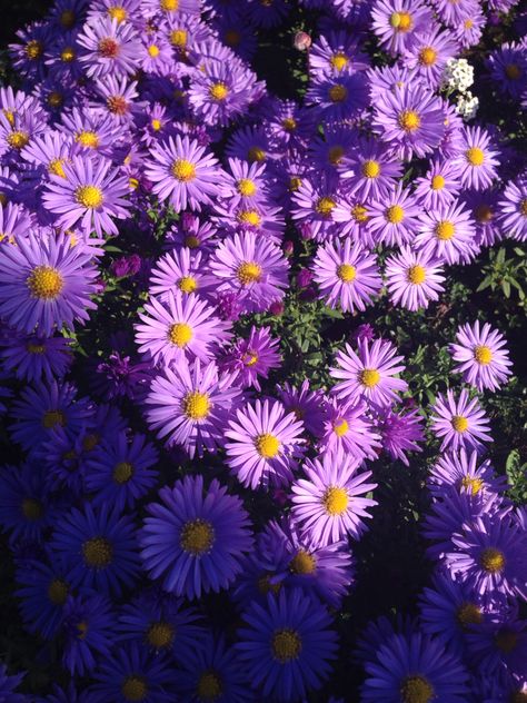 Purple Daisies Aesthetic, Purple Daisy Aesthetic, Garden Corner Ideas, Daisy Purple, Purple Easter, Woman Artwork, Corner Ideas, Garden Corner, Purple Wildflowers