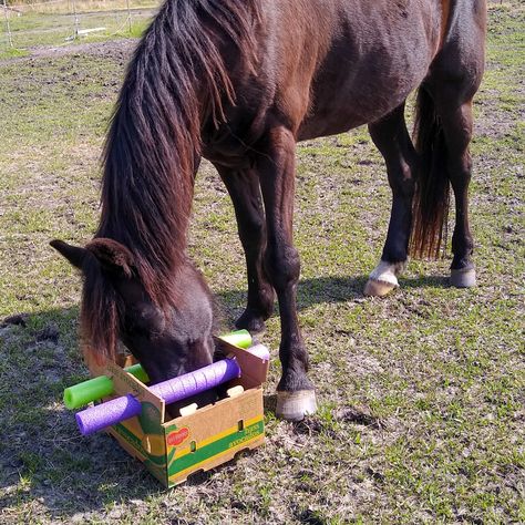 Pool Noodle Puzzle Box for Horse Enrichment [DIY] [Budget] - Enriching Equines Horse Paddock Enrichment, 4h Horse Projects, Diy Horse Enrichment Toys, Diy Horse Toys For Horses, Horse Toys Diy, Enrichment For Horses, Stable Enrichment, Horse Enrichment Ideas, Paddock Ideas