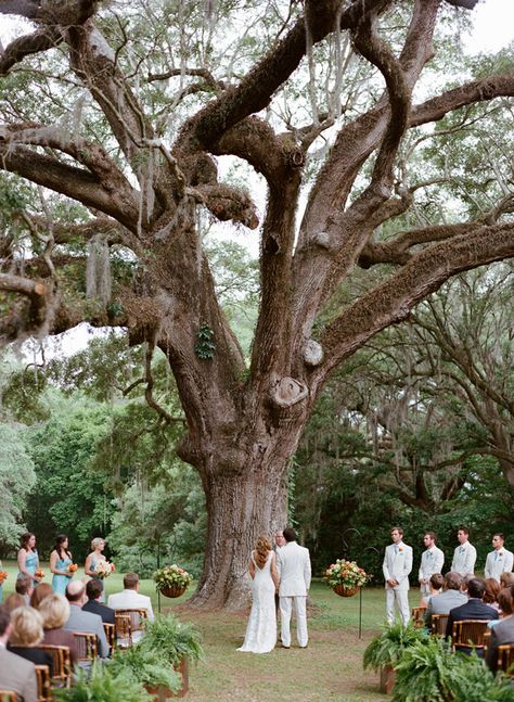 oak tree ceremony | Alice Keeney #wedding Oak Tree Wedding Ceremony, Tree Wedding Ceremony, Oak Tree Wedding, Wedding Ceremony Ideas, Wedding Tree, Wedding Ceremony Backdrop, Southern Weddings, Ceremony Backdrop, Tree Wedding