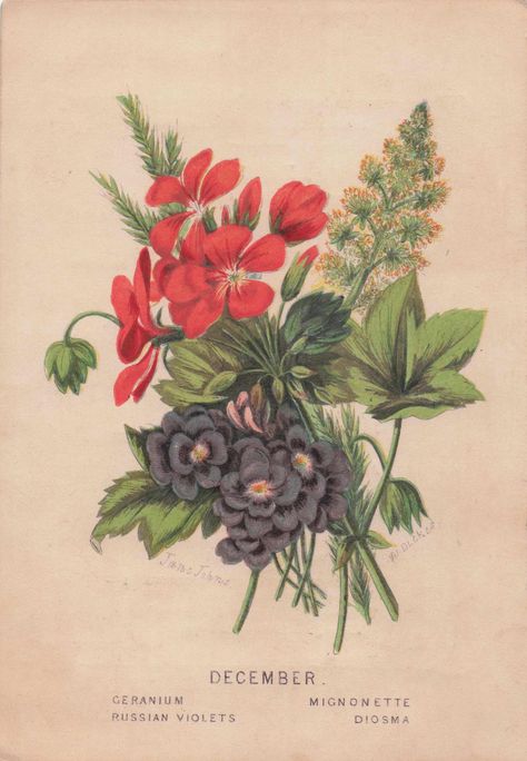 Birthday: Antique December Postcard Featuring Geranium, Violets, and Mignonette – Vintage Monthly Flower Series Vintage Flower Art, Window Flowers, Geraniums, Vintage Flowers, Flower Art, Birthday Cards, Violet, Digital Prints, Collectibles