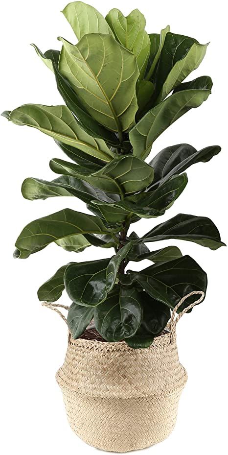 Amazon.com: Costa Farms Live Indoor Ficus Lyrata, Fiddle Leaf Fig Tree - Floor Plant - Fresh from Our Farm, 34-Inches Tall, in Natural Seagrass Basket : Everything Else Indoor Fig Trees, Indoor Tree Plants, Plants In Baskets, Fiddle Leaf Tree, Fig Plant, Live Indoor Plants, Indoor Tree, Garden Plant Pots, House Plant Pots