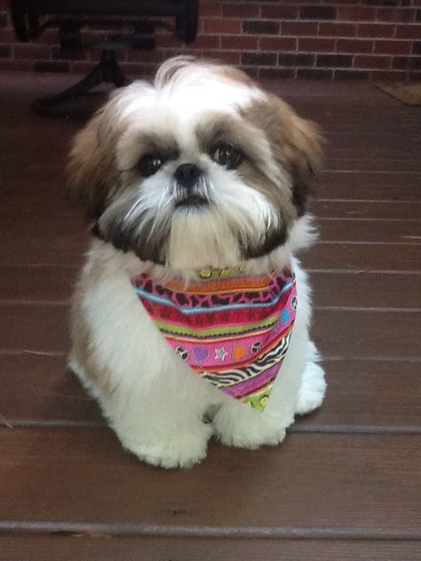 My sweet boy Max! Shih Tzu Haircuts, Perro Shih Tzu, Chien Shih Tzu, Shitzu Dogs, Shitzu Puppies, Sweet Boy, Shih Tzu Puppy, Shih Tzu Dog, Shih Tzus